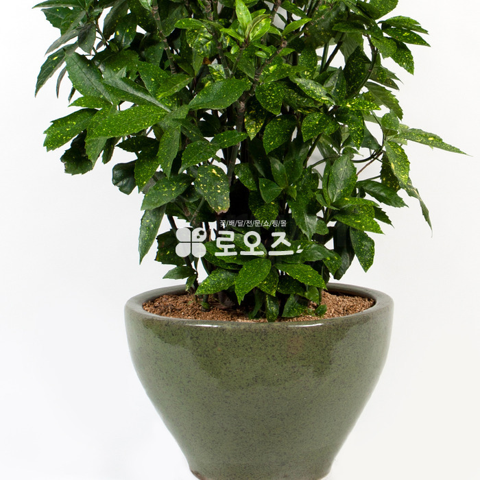 상세이미지