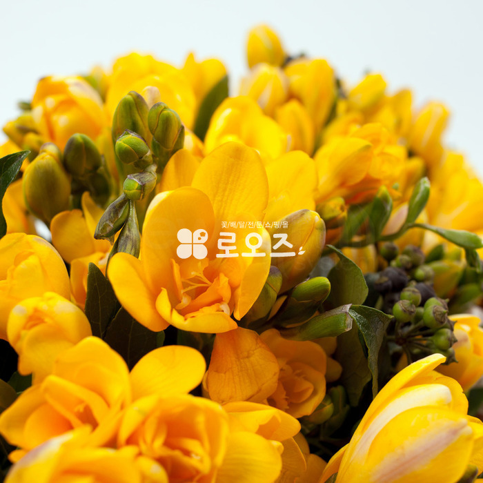 상세이미지