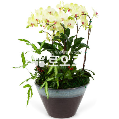 플로센셋