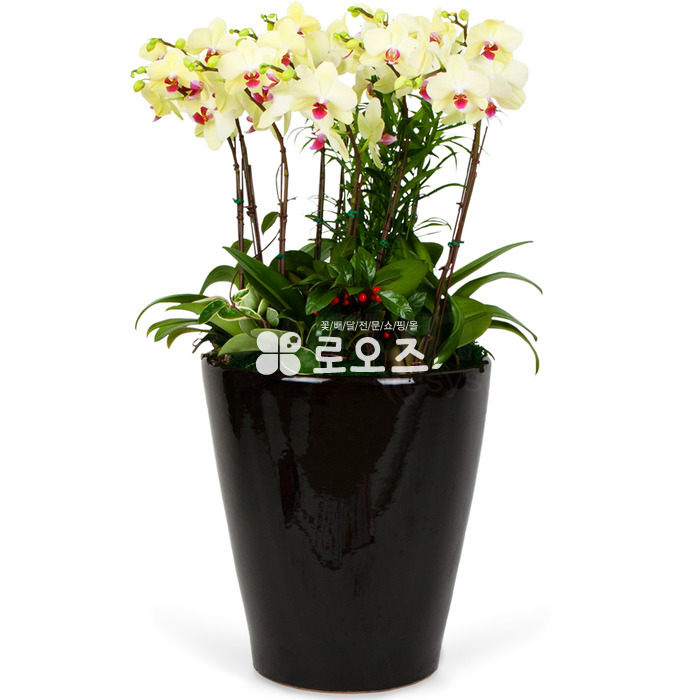 상세이미지