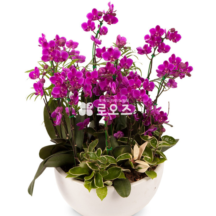 상세이미지