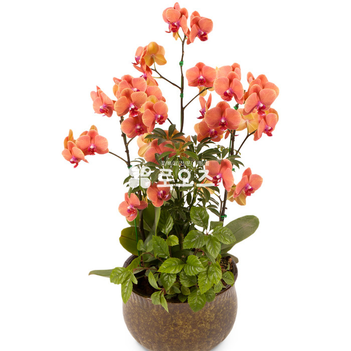 상세이미지