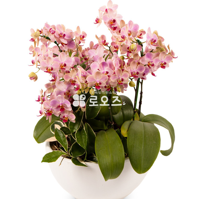 상세이미지