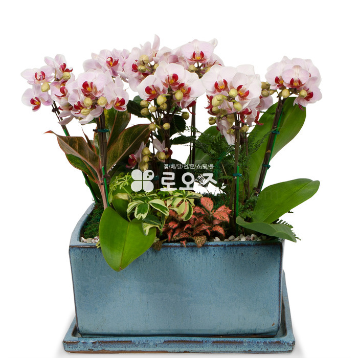 상세이미지
