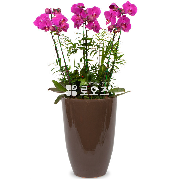 상세이미지