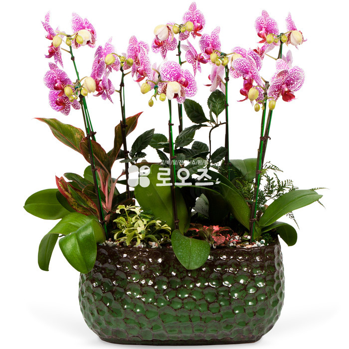 상세이미지
