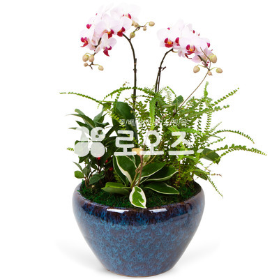 서양란20