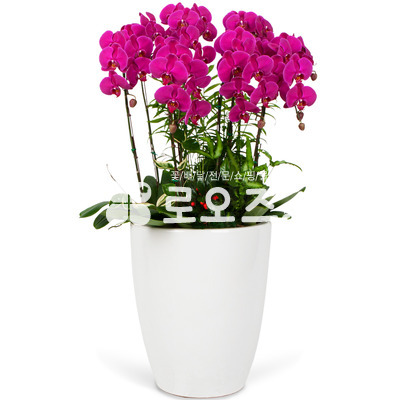 호접란