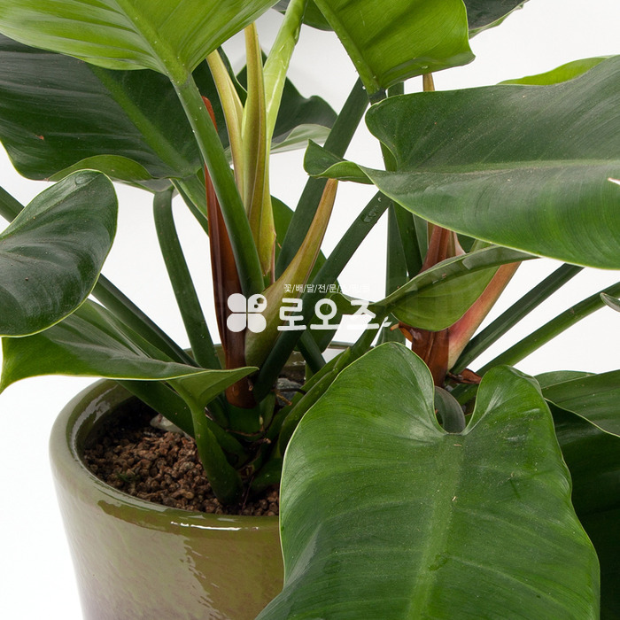 상세이미지