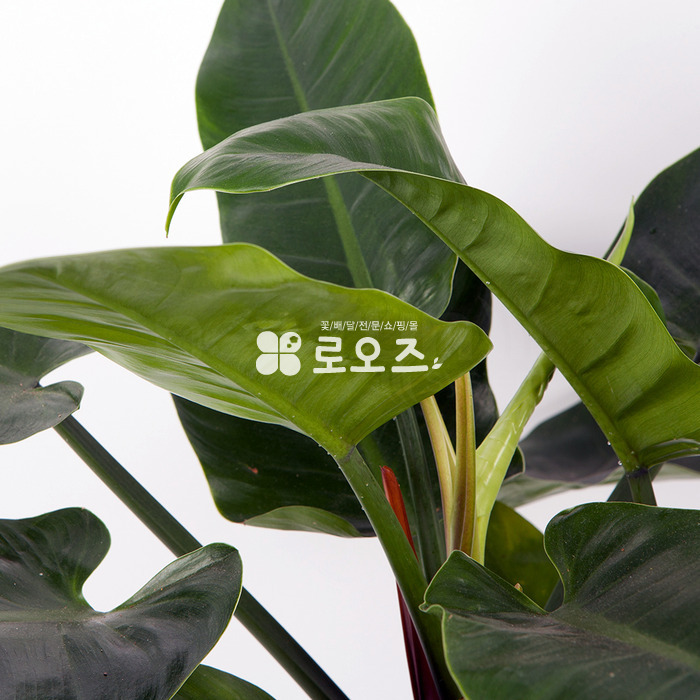 상세이미지