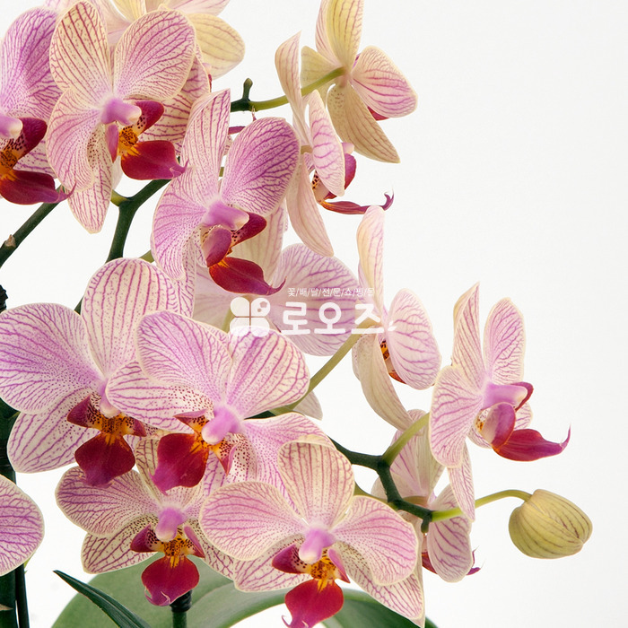 상세이미지