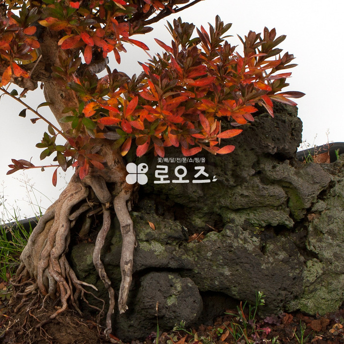 상세이미지