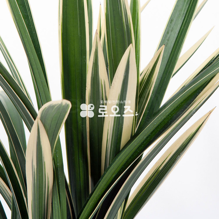 상세이미지