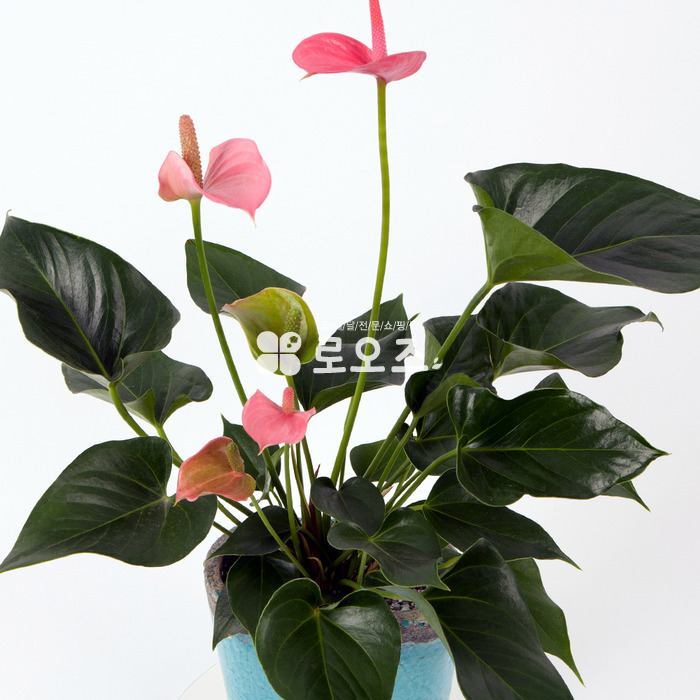상세이미지
