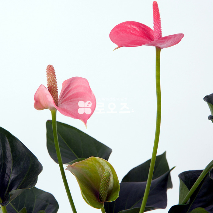 상세이미지