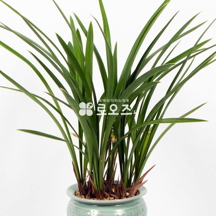상세이미지