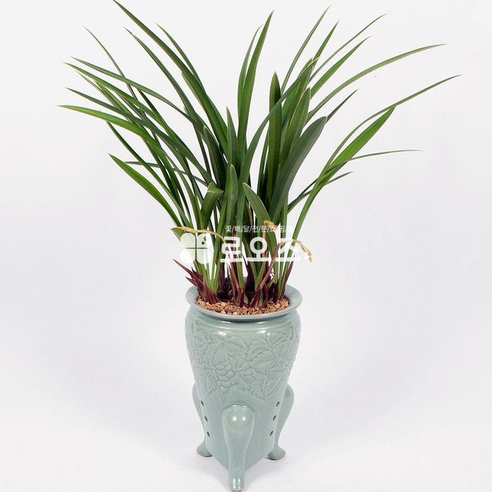상세이미지