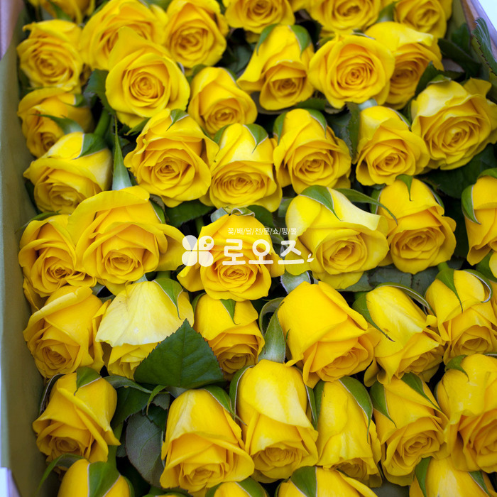 상세이미지