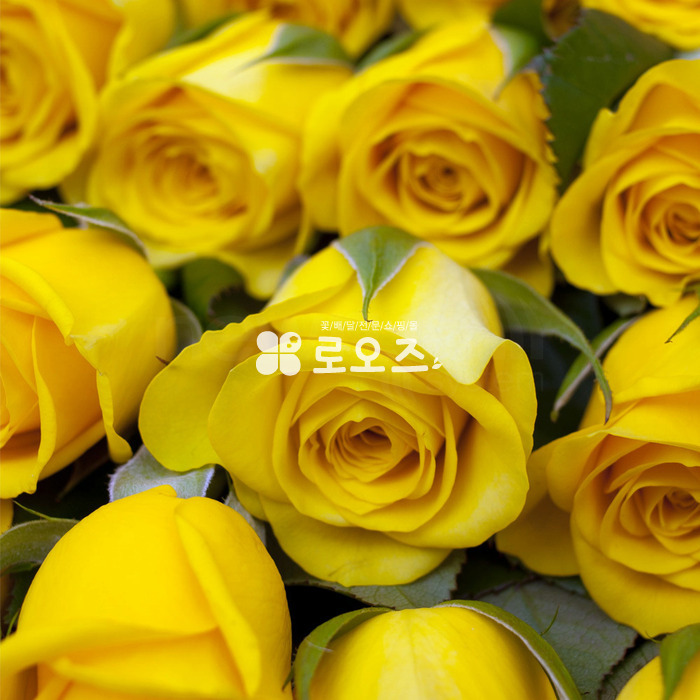 상세이미지