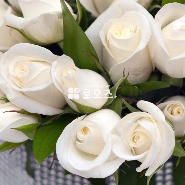 상세이미지