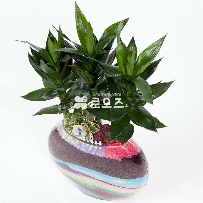 상세이미지