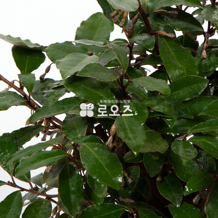 상세이미지
