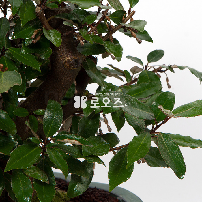 상세이미지