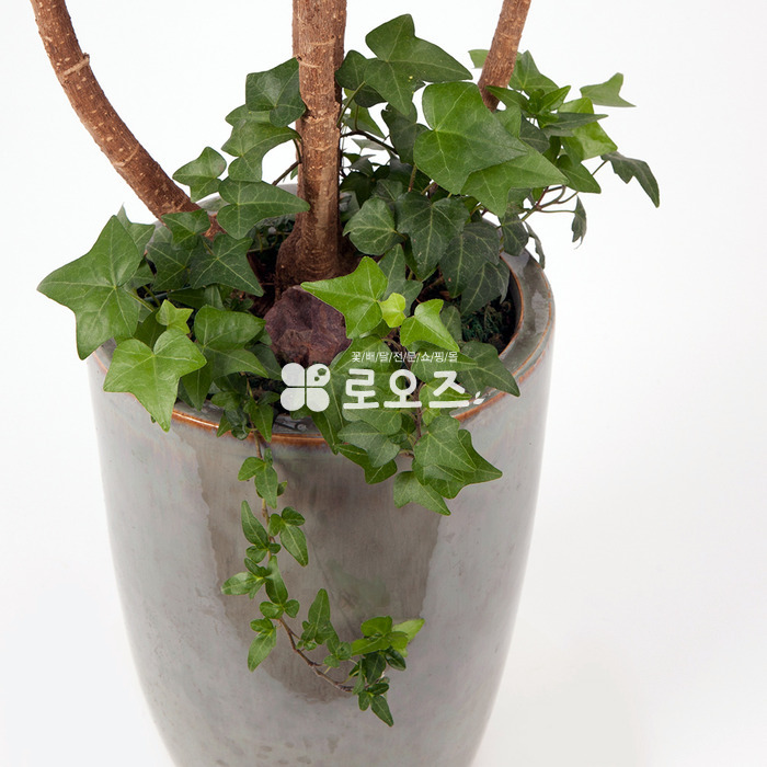 상세이미지