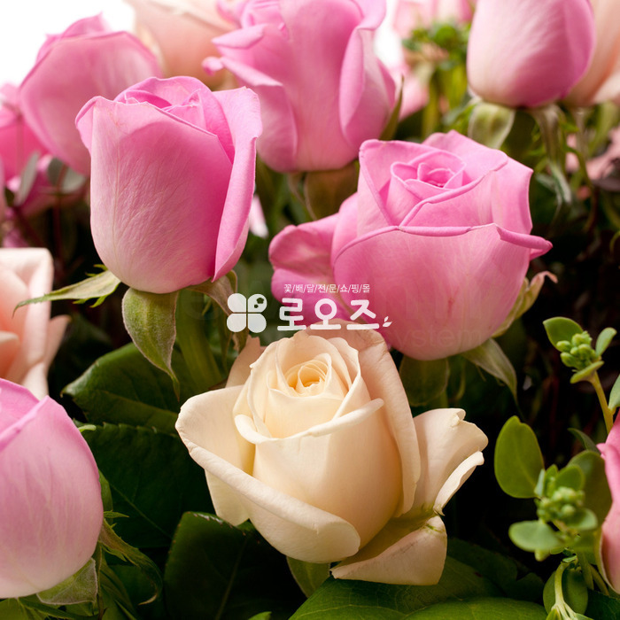 상세이미지