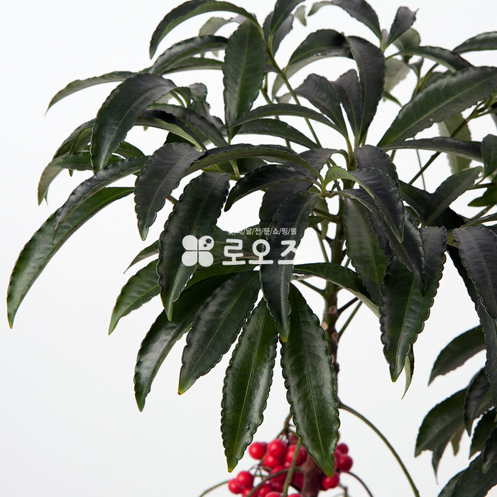 상세이미지