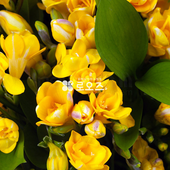 상세이미지