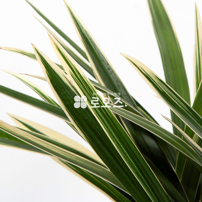 상세이미지