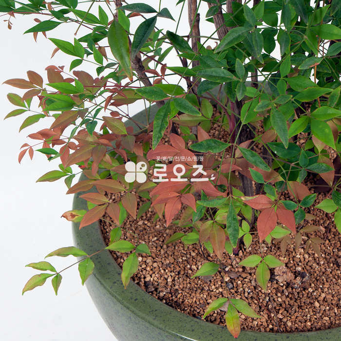 상세이미지