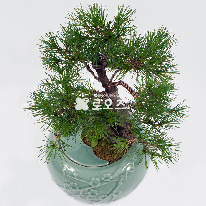상세이미지