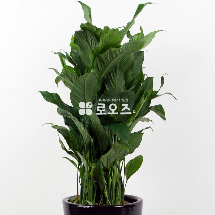 상세이미지