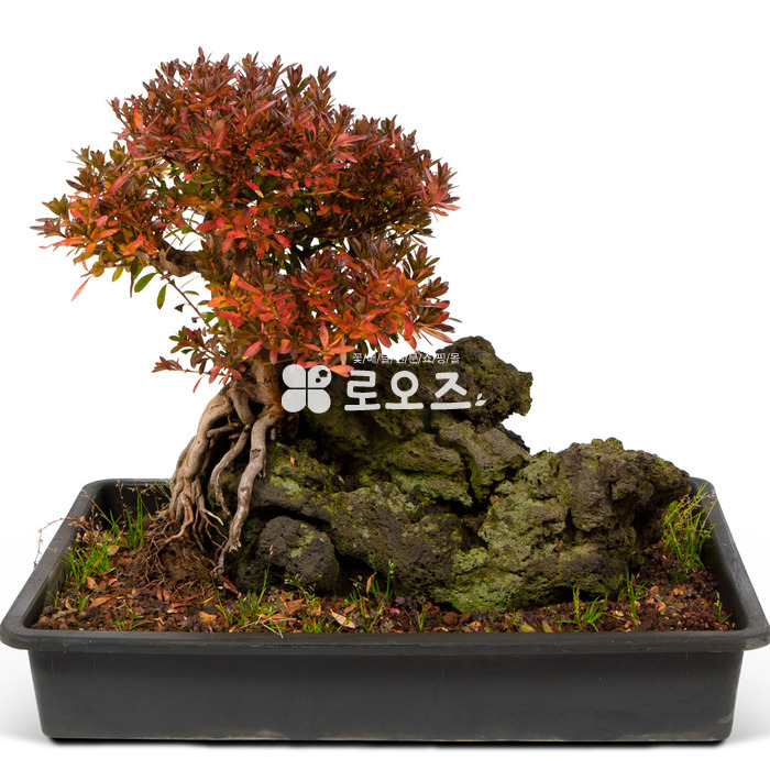 상세이미지