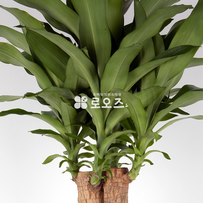 상세이미지