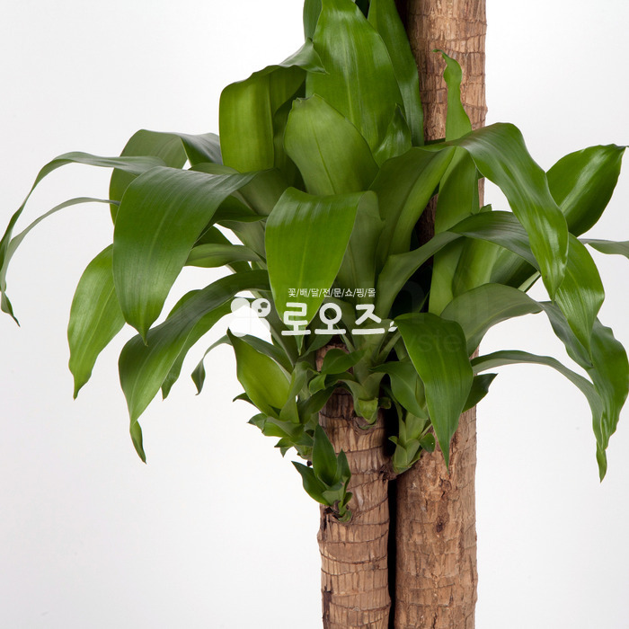 상세이미지