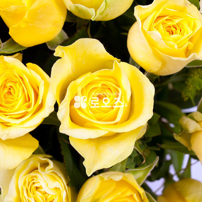 상세이미지