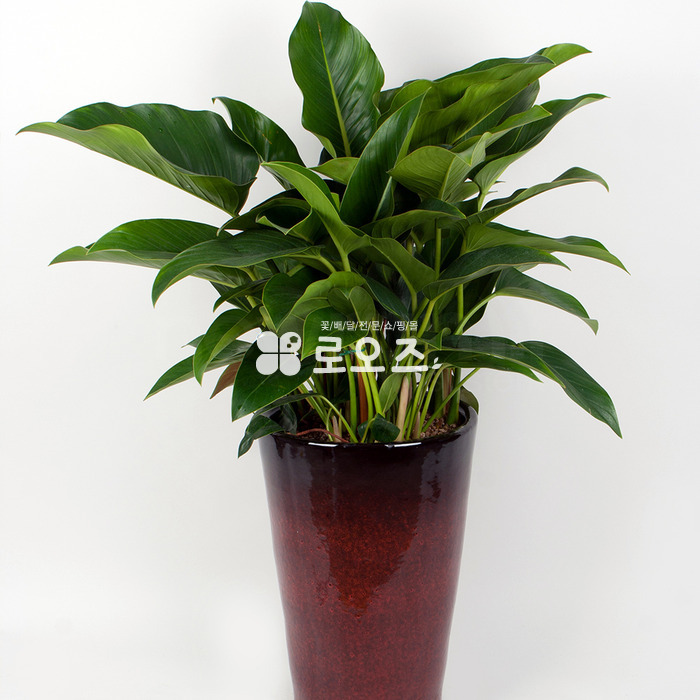 상세이미지
