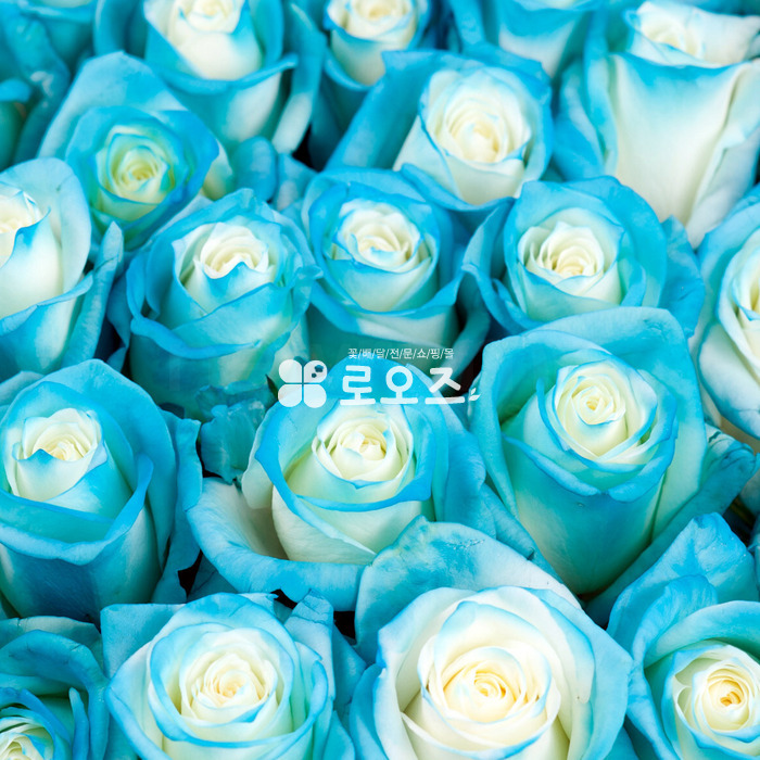 상세이미지