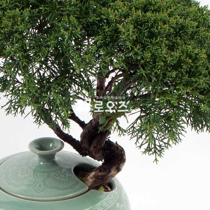상세이미지