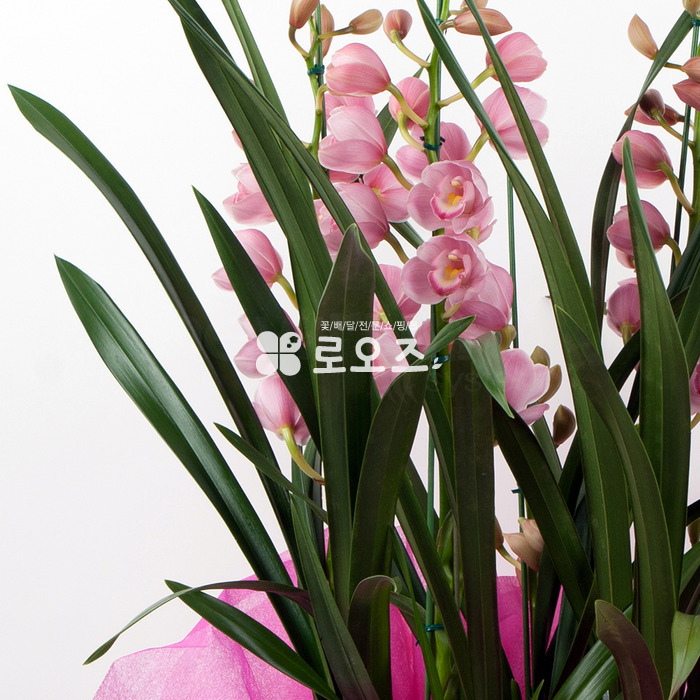 상세이미지