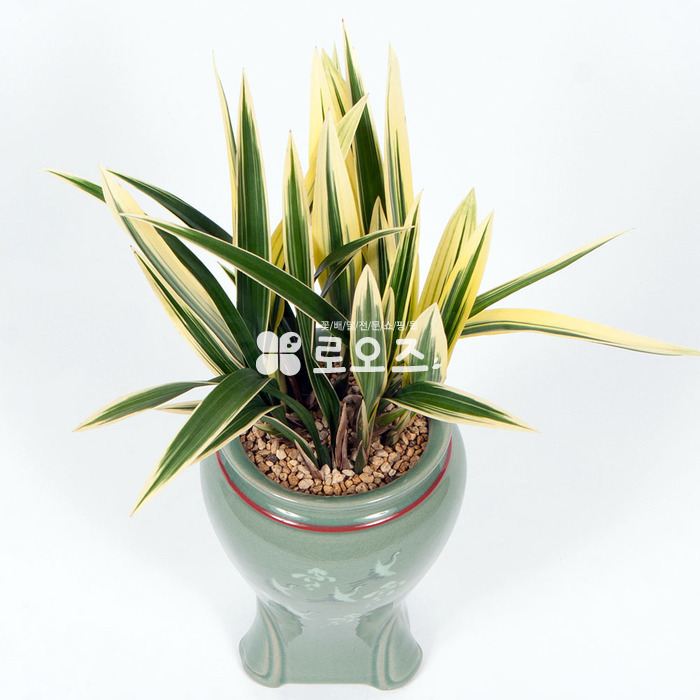 상세이미지