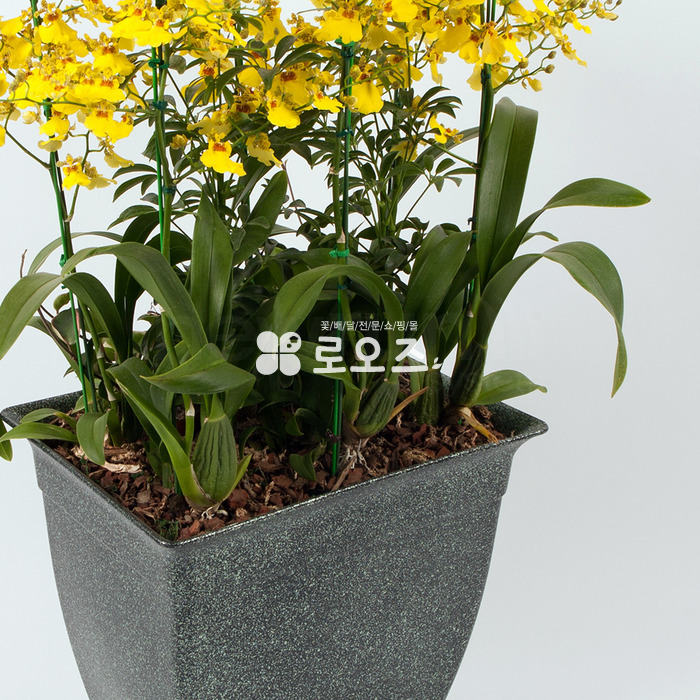 상세이미지