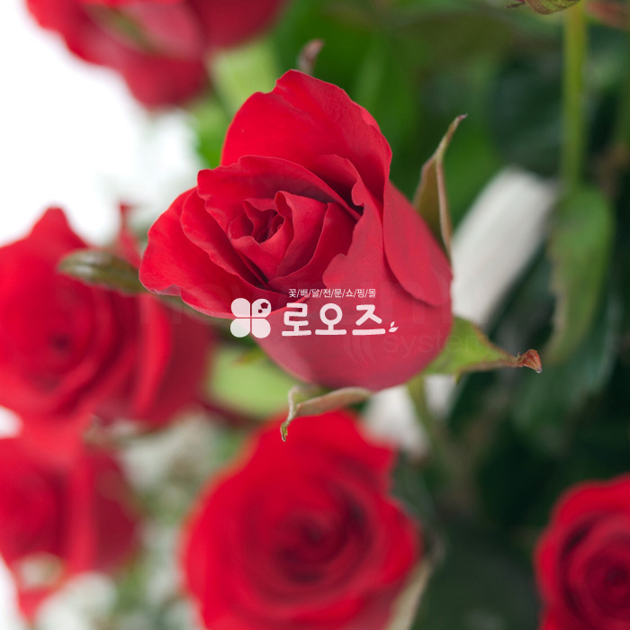 상세이미지