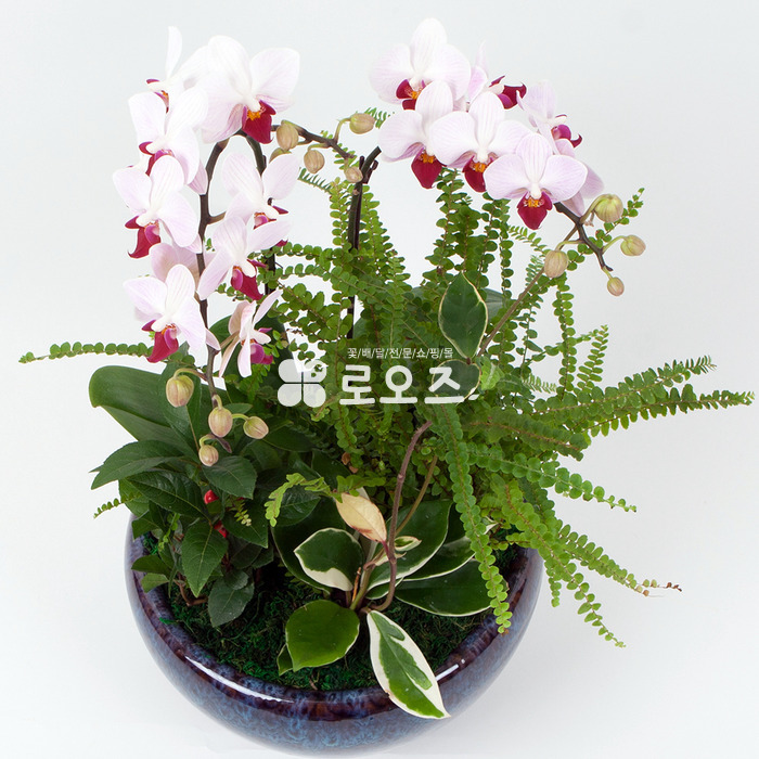 상세이미지