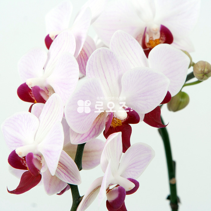 상세이미지