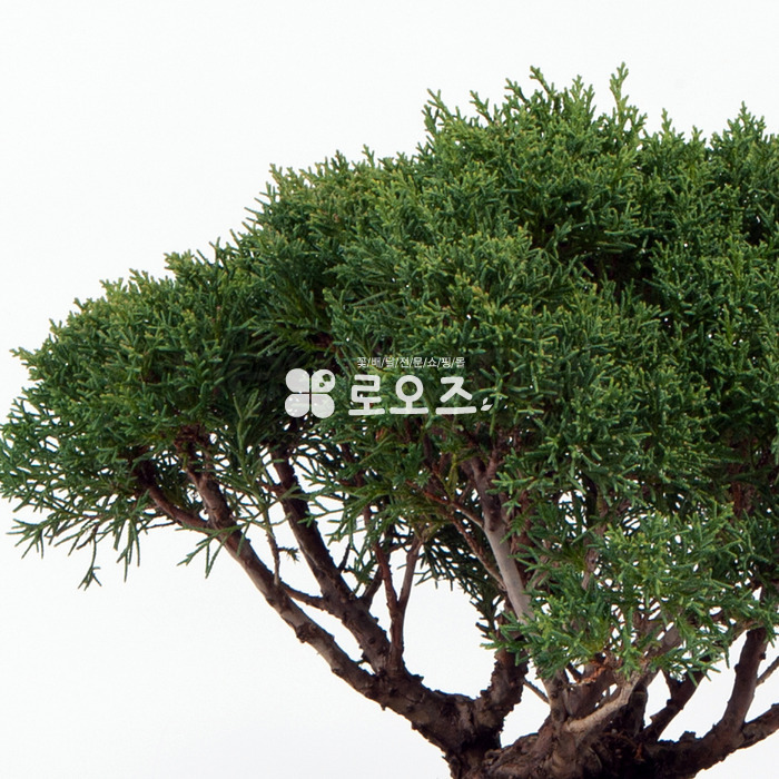 상세이미지