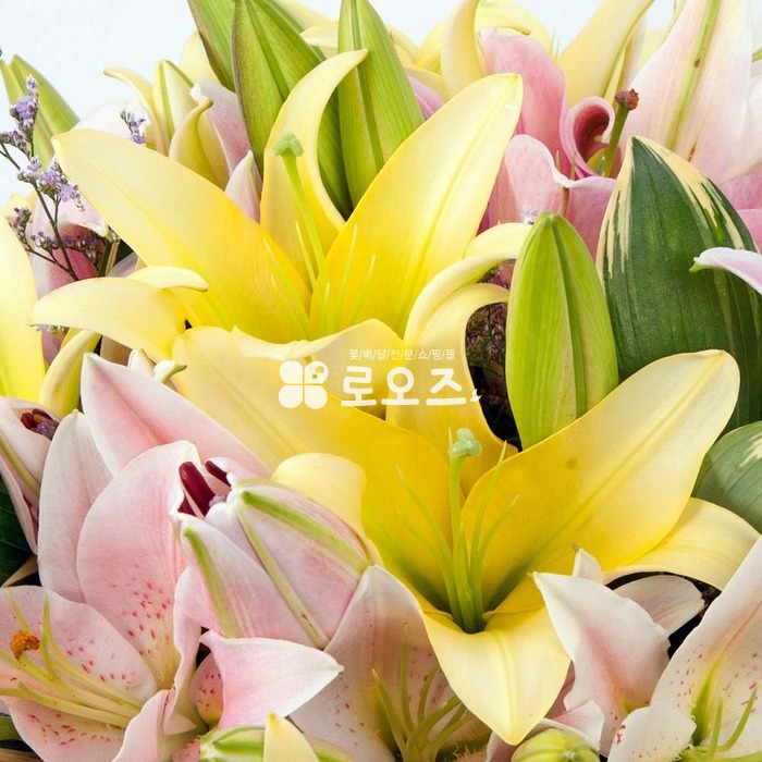 상세이미지
